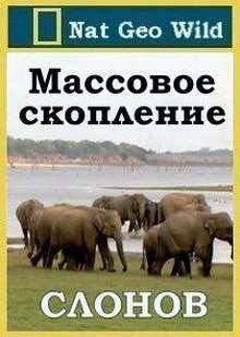 Массовое скопление слонов (2011)